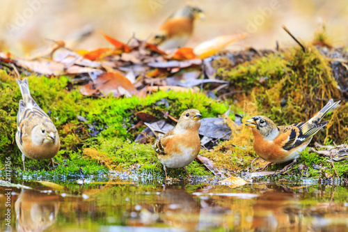 birds in autumn forest watering