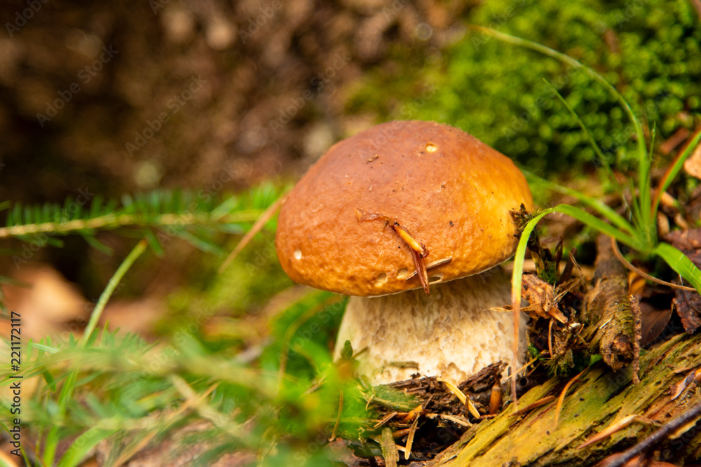 Boletus edulis edible mushroom in the forest Boletus edulis edible mushroom in the forest