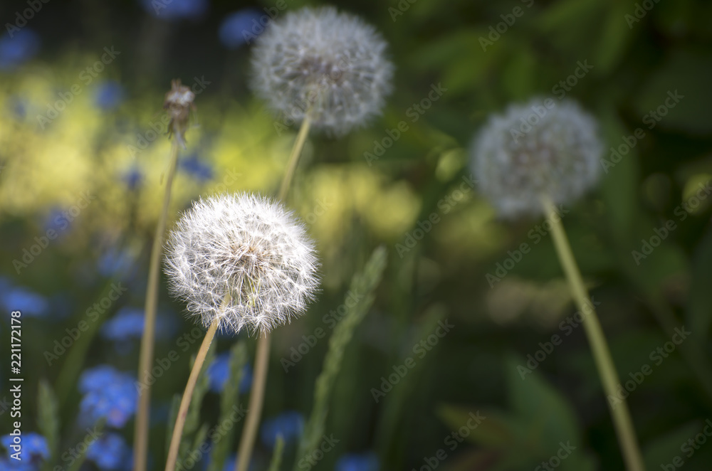 Dandelion Dandelion