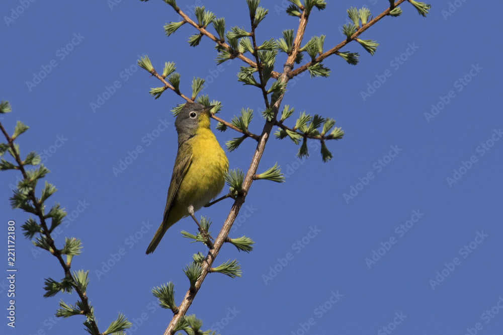 Fototapeta premium Nashville warbler (Oreothlypis ruficapilla) in spring