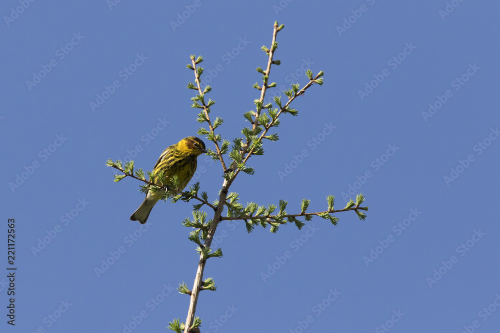 Cape May warbler (Setophaga tigrina) in spring Cape May warbler (Setophaga tigrina) in spring
