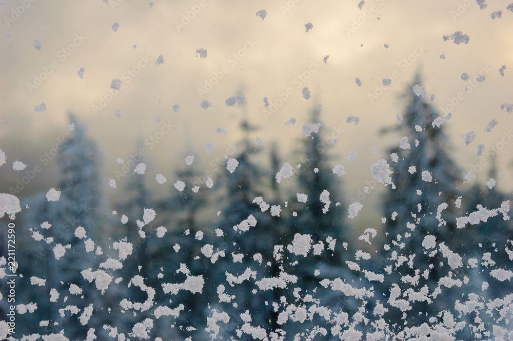 Snowflakes on a window on a background of pines