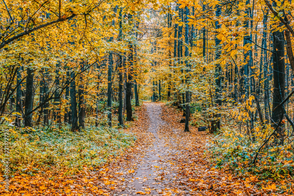 Obraz premium Path in a forest with colorful autumn leaves