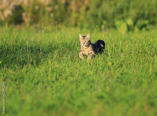 Fototapeta Naklejka Na Ścianę i Meble -   beautiful cat runs fast and fun on a green bright meadow with fresh grass on a Sunny spring day
