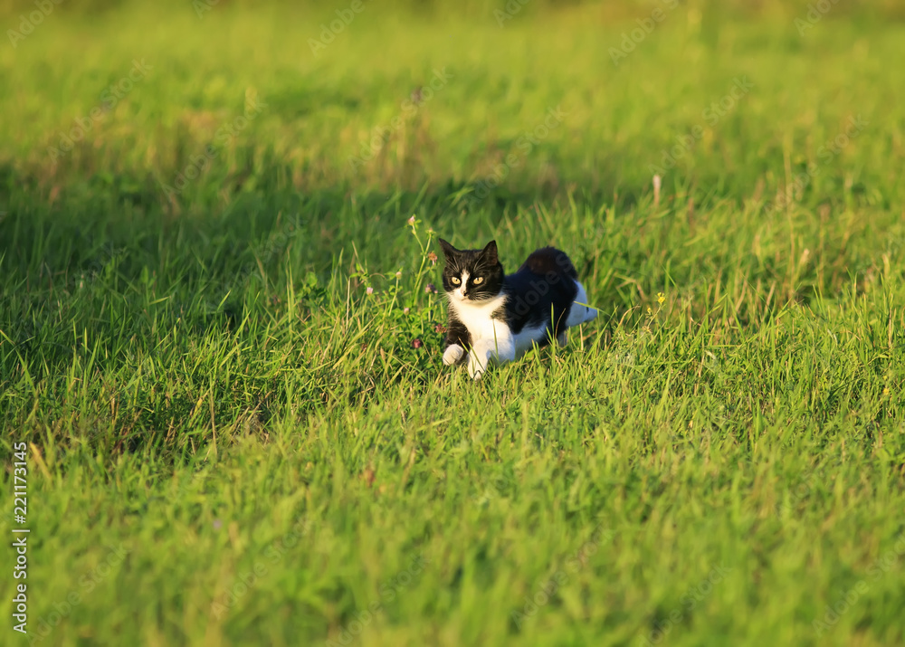 beautiful cat runs fast through a green bright meadow with fresh grass on a Sunny spring day beautiful cat runs fast through a green bright meadow with fresh grass on a Sunny spring day