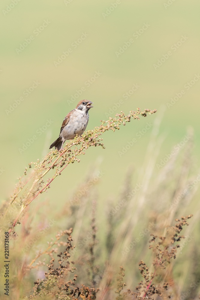 Beautiful nature scene with bird Eurasian Tree Sparrow (Passer montanus). Beautiful nature scene with bird Eurasian Tree Sparrow (Passer montanus).