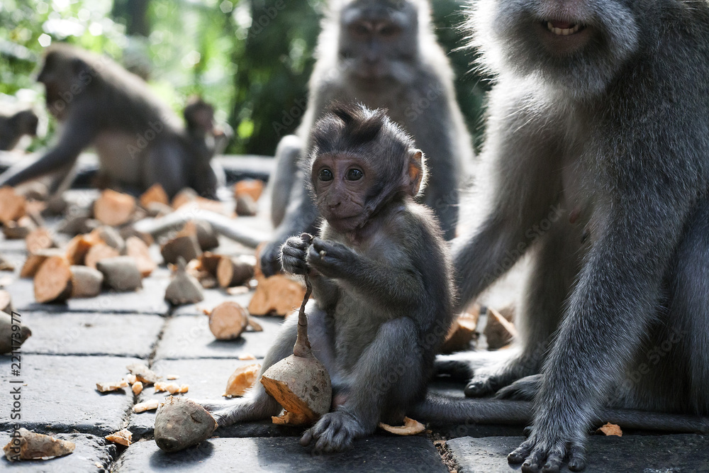 Fototapeta premium Baby monkey of macaca fascicularis eating sweet potato