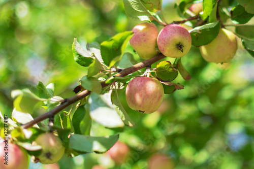 Red apples on a tree during...
