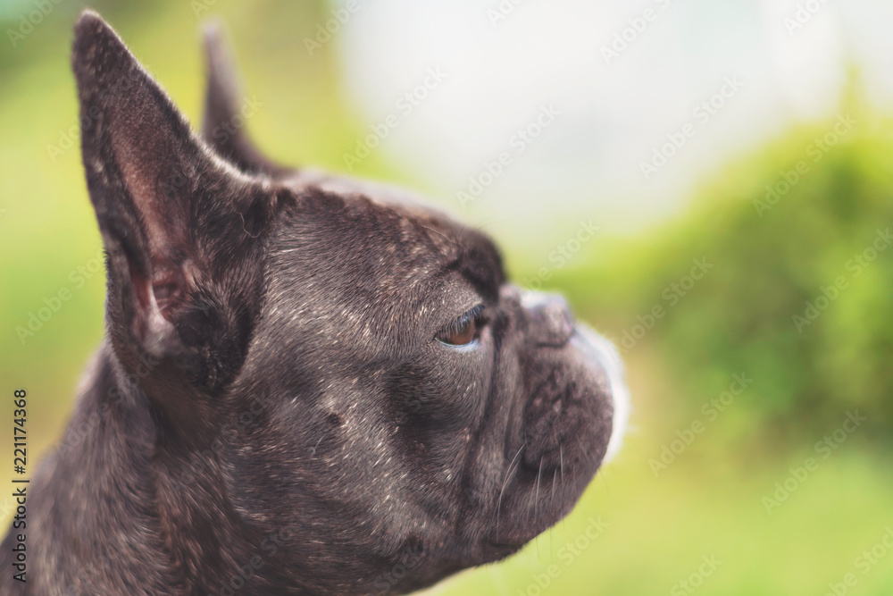 French bulldog waiting for the owner that left a moment ago French bulldog waiting for the owner that left a moment ago