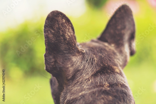 Ears of an french bulldog f...