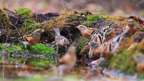 flock of forest birds drinking water and autumn wood