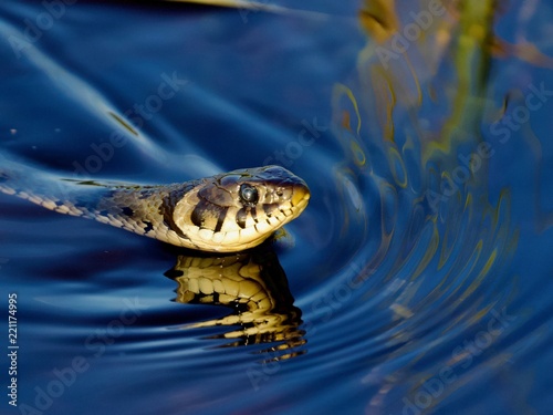 Swimming grass snake