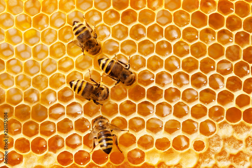 Foto Bees on honeycomb.
