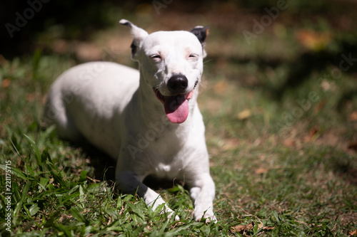 Dog smiling