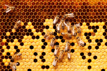 Acrylglasbilder Biene Bienenvolk auf sechseckiger Honigwabe  © BigBlueStudio