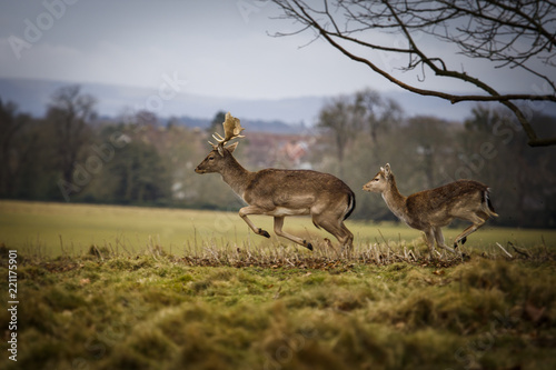 Running  fallow deer