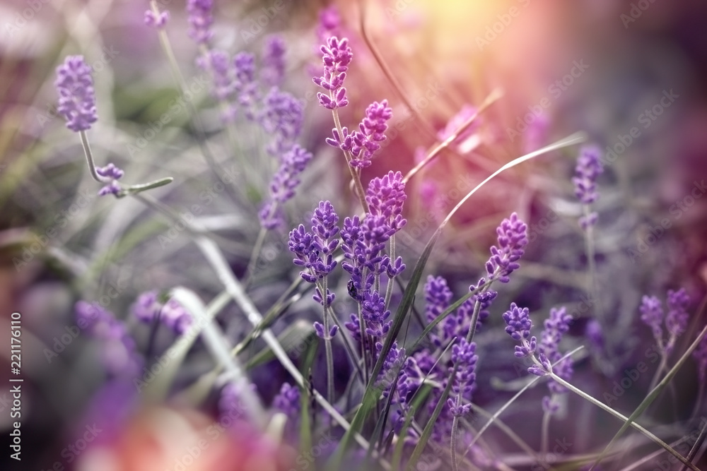 Fototapeta premium Nieostrość na piękny kwiat lawendy, piękna lawenda w ogrodzie kwiatowym