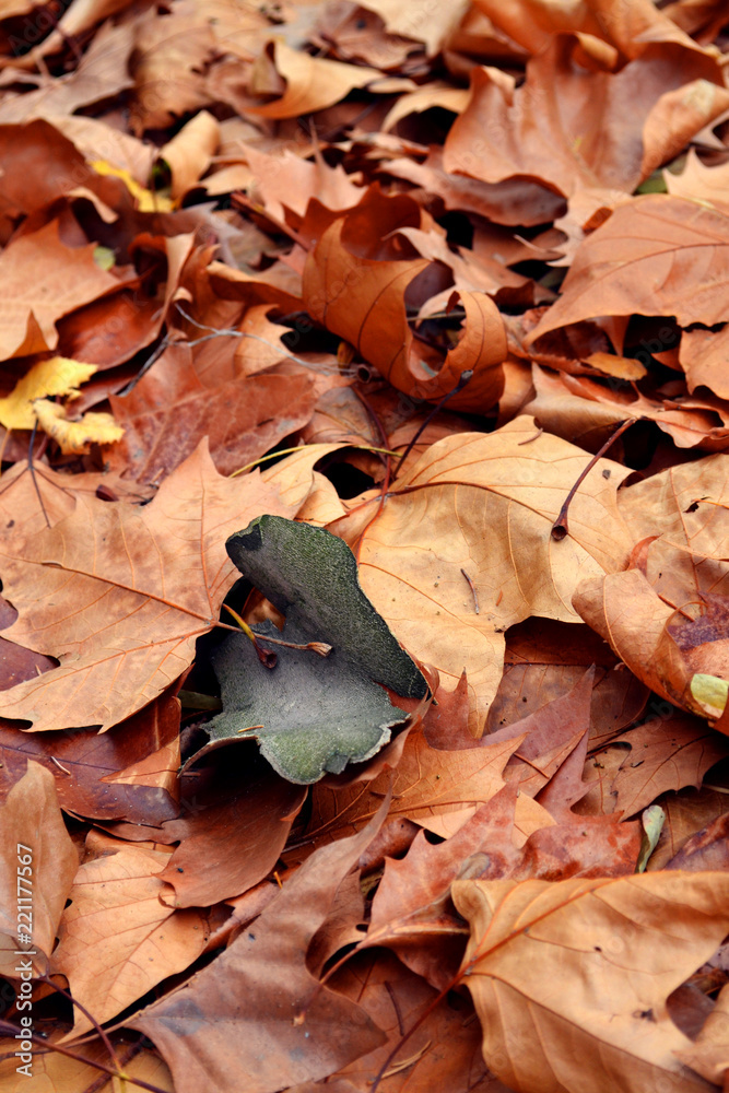 Fototapeta premium Beautiful autumn leaves background