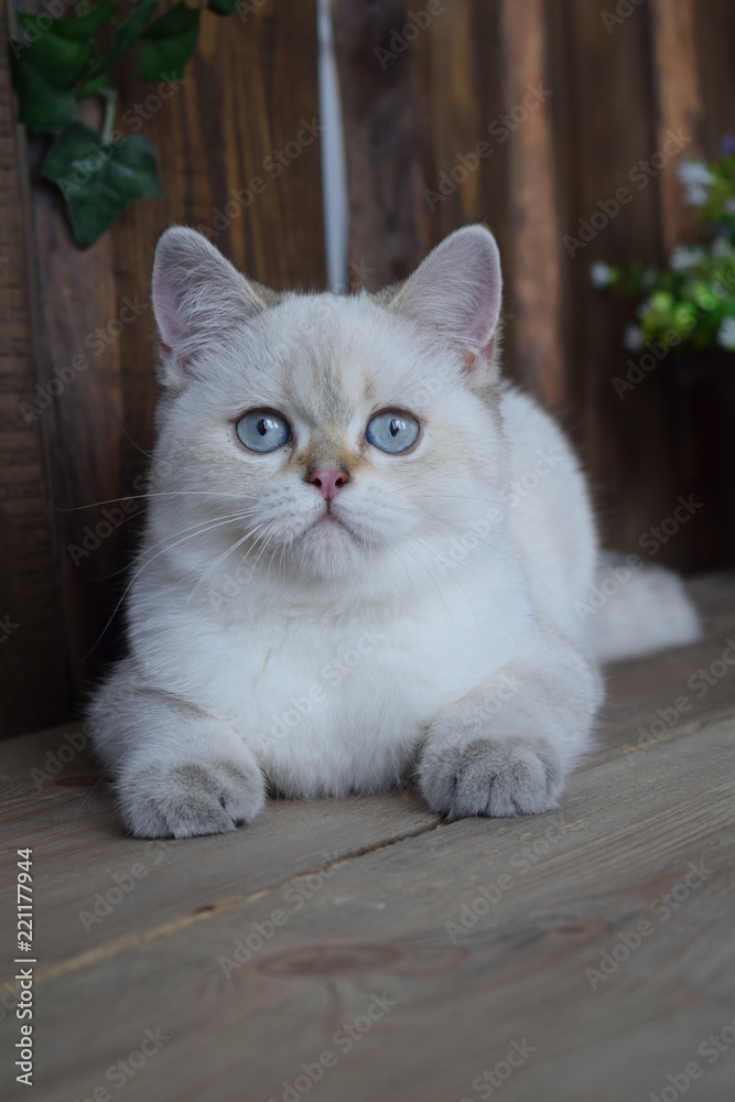 Obraz premium kitten cat scottish straight, lop-eared fluffy, animal