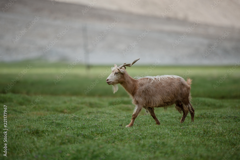 Brown Pashmina goat walking in highland plateau Brown Pashmina goat walking in highland plateau