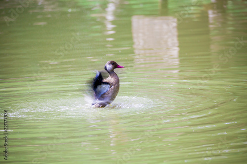 Fotografie La toilette du canard
