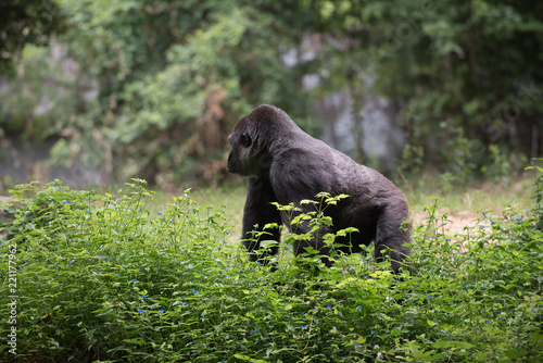 Animals of the Zoo - Gorilla