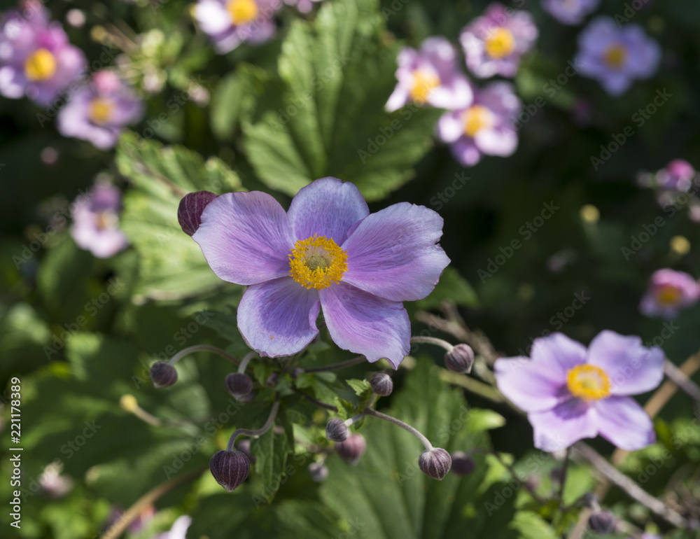 Anemone tomentosa. Botanical Garden, Frankfurt, Germany, Europe Anemone tomentosa. Botanical Garden, Frankfurt, Germany, Europe
