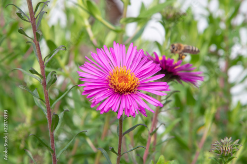 Blume