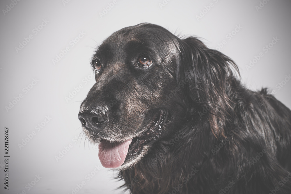 Studio portrait of an expressive black english setter dog against white background