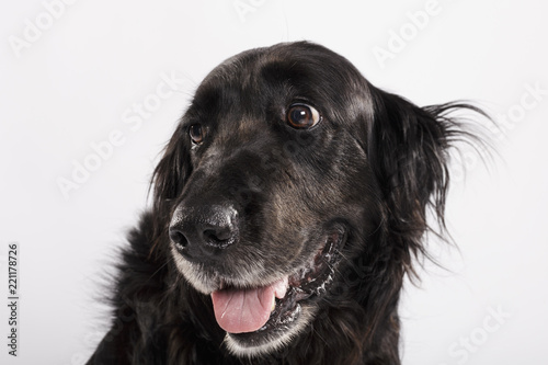 Studio portrait of an expressive black english setter dog against white background © txemag
