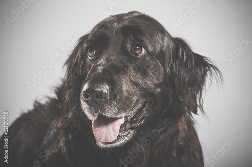 Studio portrait of an expressive black english setter dog against white background © txemag