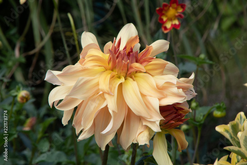 Blume