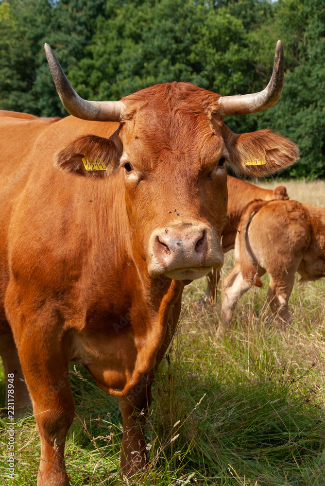 Brown cow in meadow Brown cow in meadow
