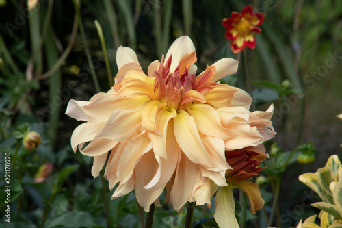 Blume