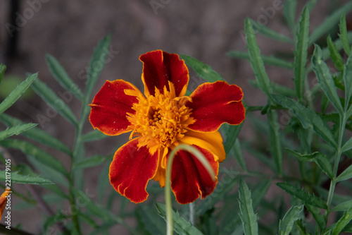 Blume
