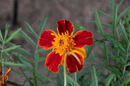 Blume
