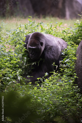 Animals of the Zoo - Gorilla