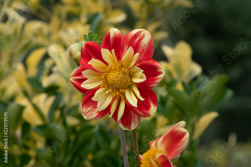 Blume