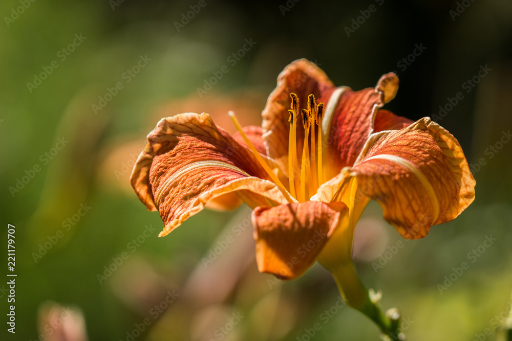 Obraz premium Flower