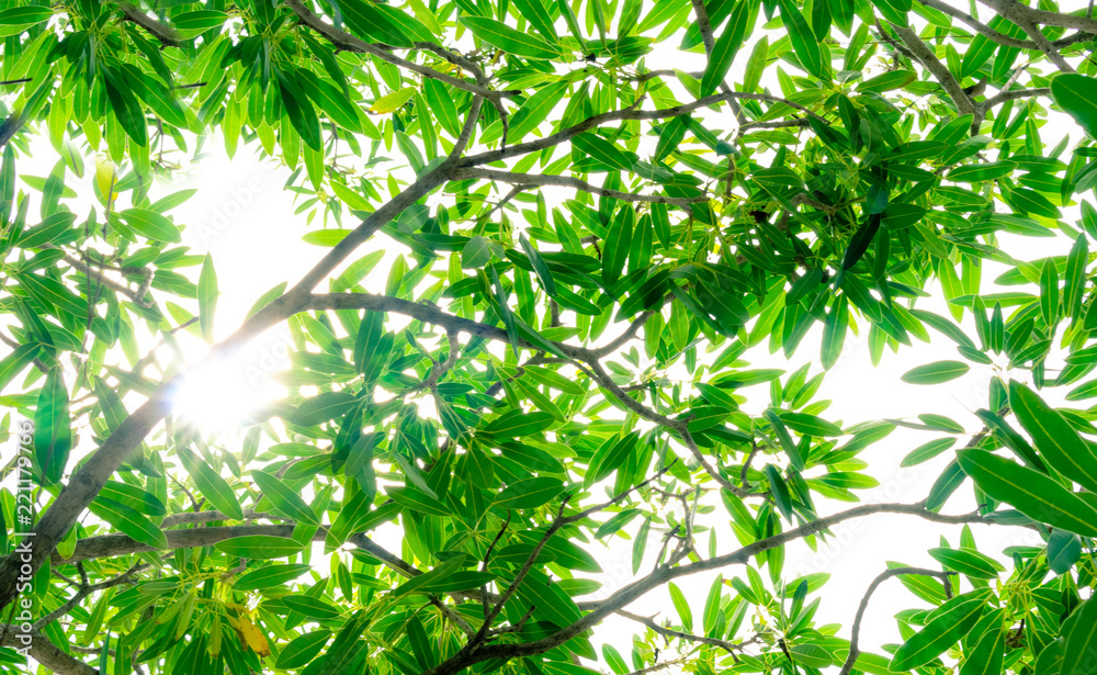 The branches and leaves View natural green backdrop.And sunlight and feel the fresh air and cool. And can be used as a background. The branches and leaves View natural green backdrop.And sunlight and feel the fresh air and cool. And can be used as a background.