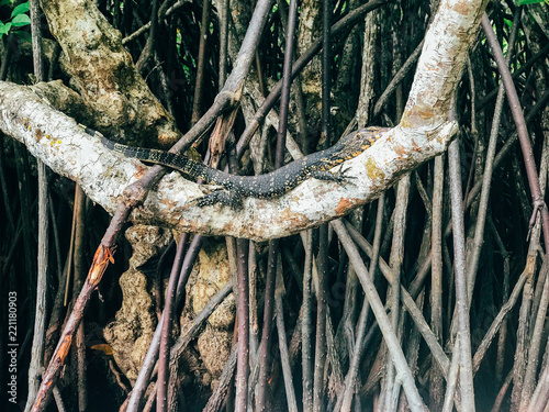 Varanus sitting on a tree branch on the river Madu Ganga, Sri Lanka, Asia photo