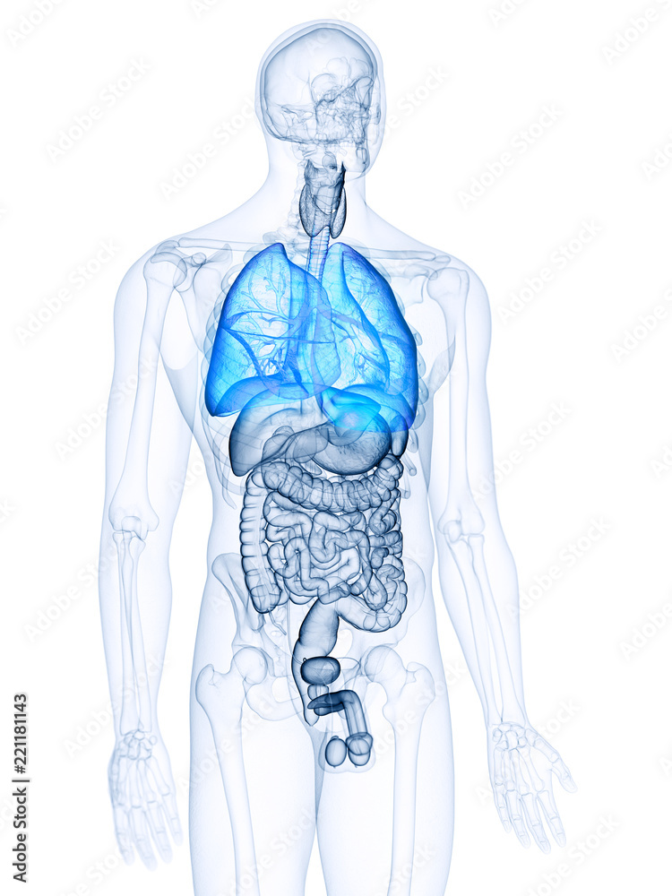 3d rendered, medically accurate illustration of the lungs
