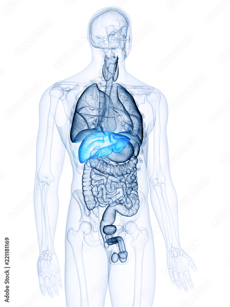 3d rendered, medically accurate illustration of the liver