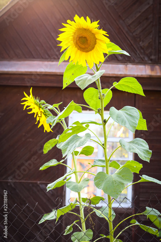 Fototapeta Naklejka Na Ścianę i Meble -  sunflowers on wooden cottage house background summer sunset photo
