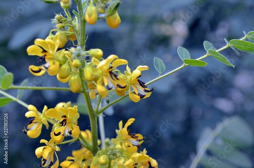 Yellow black flowers of the senna marilandica also called Maryland senna photo