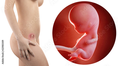 pregnant woman with visible uterus and fetus week 10