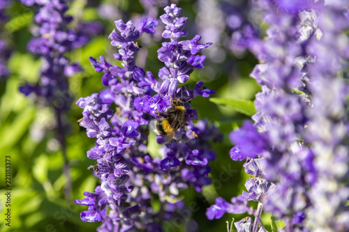 Violet lavender flowers in a colorful garden