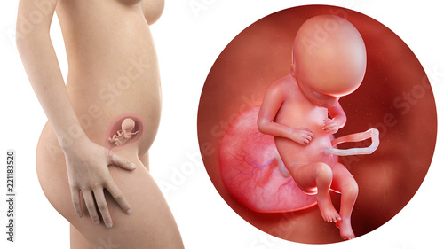 pregnant woman with visible uterus and fetus week 17 photo