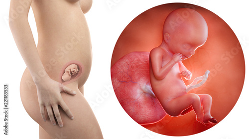 pregnant woman with visible uterus and fetus week 19 photo