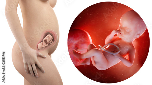 pregnant woman with visible uterus and fetus week 25 photo